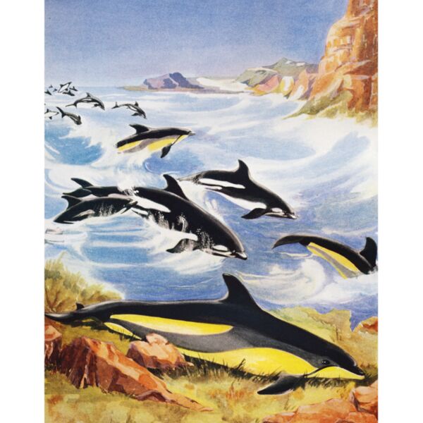 DAS whales Thumbnail